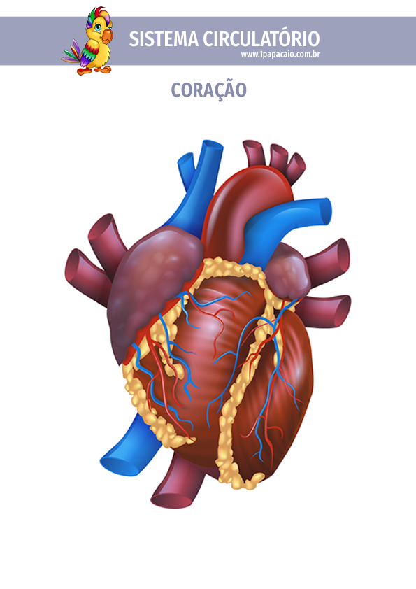 Sistema Circulatório Cardiovascular 4858