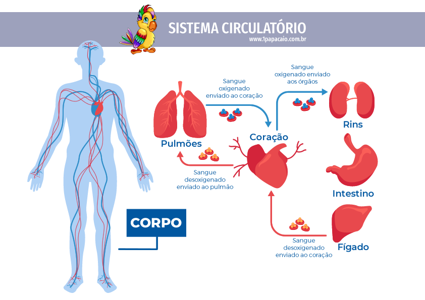 Sistema Circulatório Cardiovascular 3786