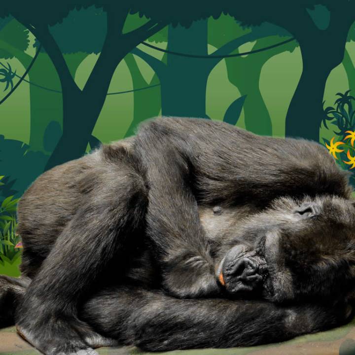 Gorilas / Gorilla