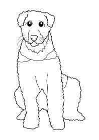 airedale001