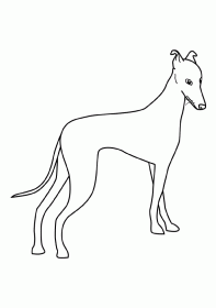 greyhound001