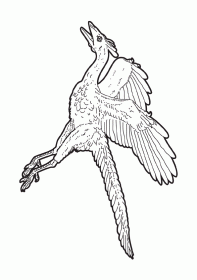 archaeopteryx001