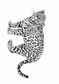 leopardo003