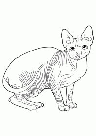 gato002