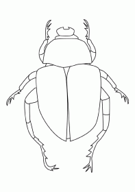 escaravelho002