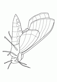 mariposa001
