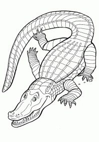 crocodilo002