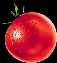 tomate-004