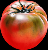 tomates-008