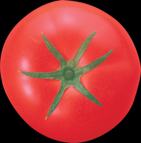 tomates-realistas-005