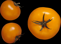 tomates-realistas-009