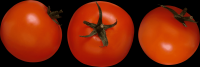 tomates-realistas-011