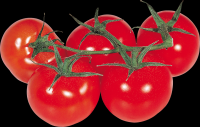 tomates-realistas-015
