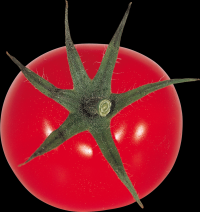 tomates-realistas-016