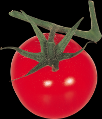 tomates-realistas-017