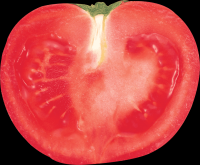 tomates-realistas-018