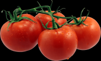 tomates-realistas-020