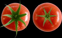 tomates-realistas-024