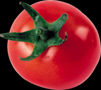 tomates-realistas-026