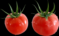 tomates-realistas-027