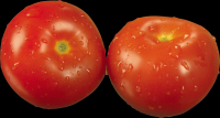 tomates-realistas-036