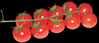 tomates-realistas-cachos-001