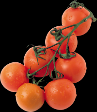tomates-realistas-cachos-004