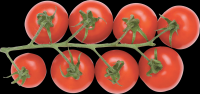 tomates-realistas-cachos-005