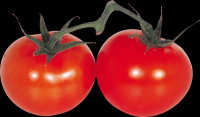 tomates-realistas-cachos-006a