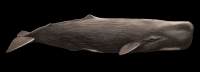 baleia-000