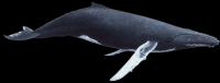 baleia-001