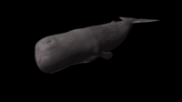 baleia-002