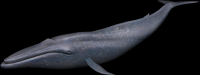 baleia-003