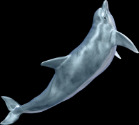 baleia-004