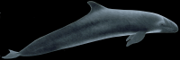baleia-006