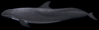 baleia-007