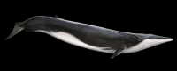 baleia-008