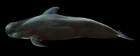 baleia-009