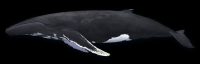 baleia-010