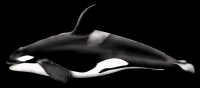 baleia-assassina-02