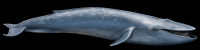 baleia-azul-01