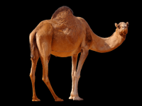 camelo-000