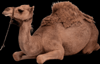 camelo-001