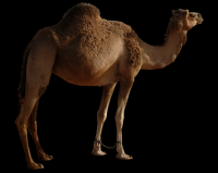 camelo-003