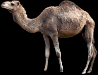 camelo-005