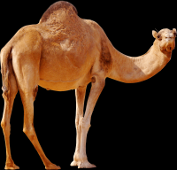 camelo-006