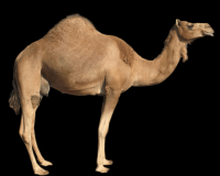camelo-008