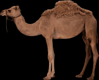 camelo-009