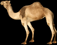 camelo-010