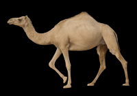 camelo-011